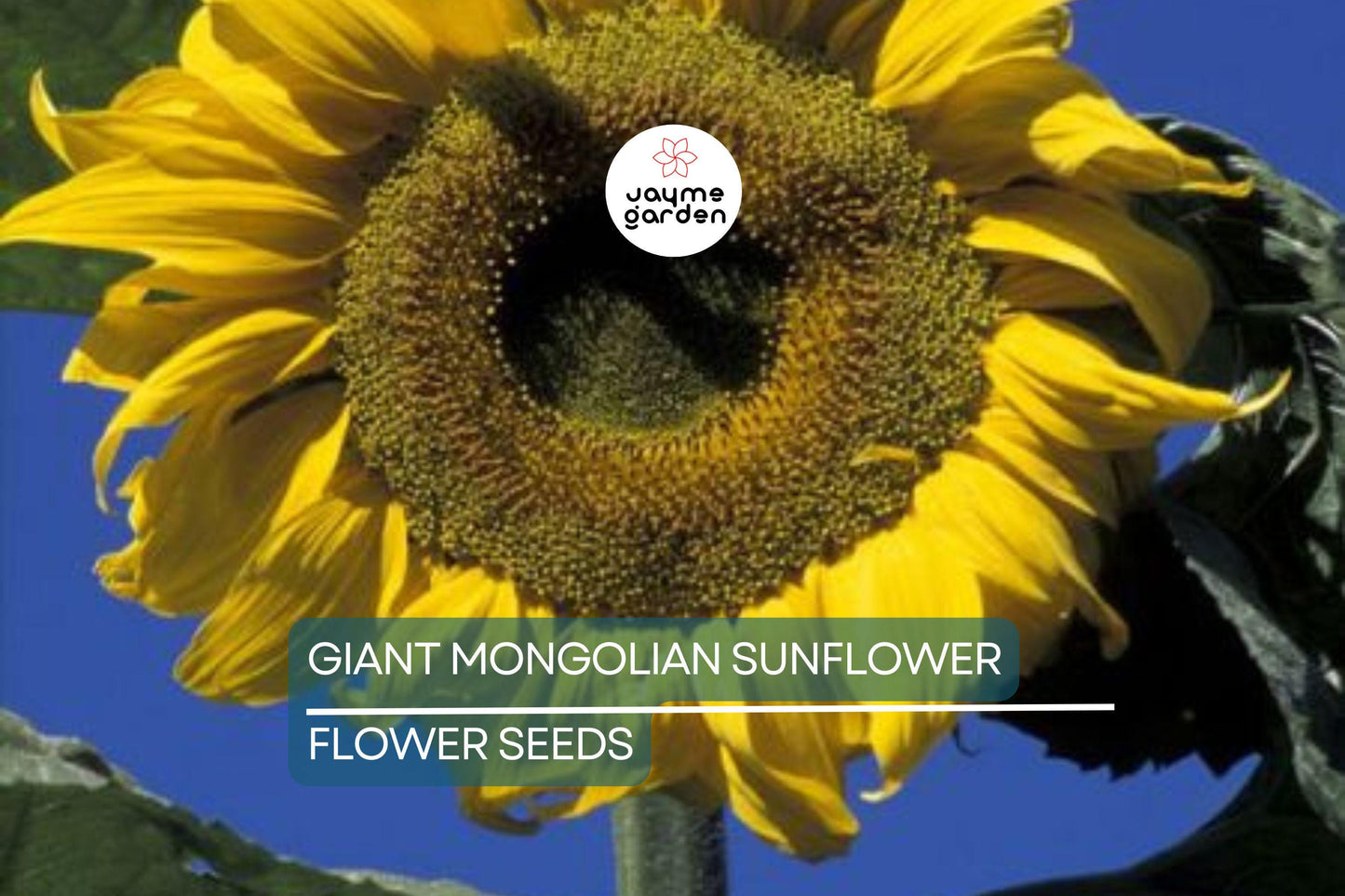 30 Giant Mongolian Sunflower Seeds – Non-GMO, Huge 18" Blooms, 14ft Tall | USA Seller, Free Shipping