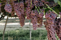 Gum Drop Grape 1 Live Plant 1-2 FT (Vitis vinifera) Table Grape Vine