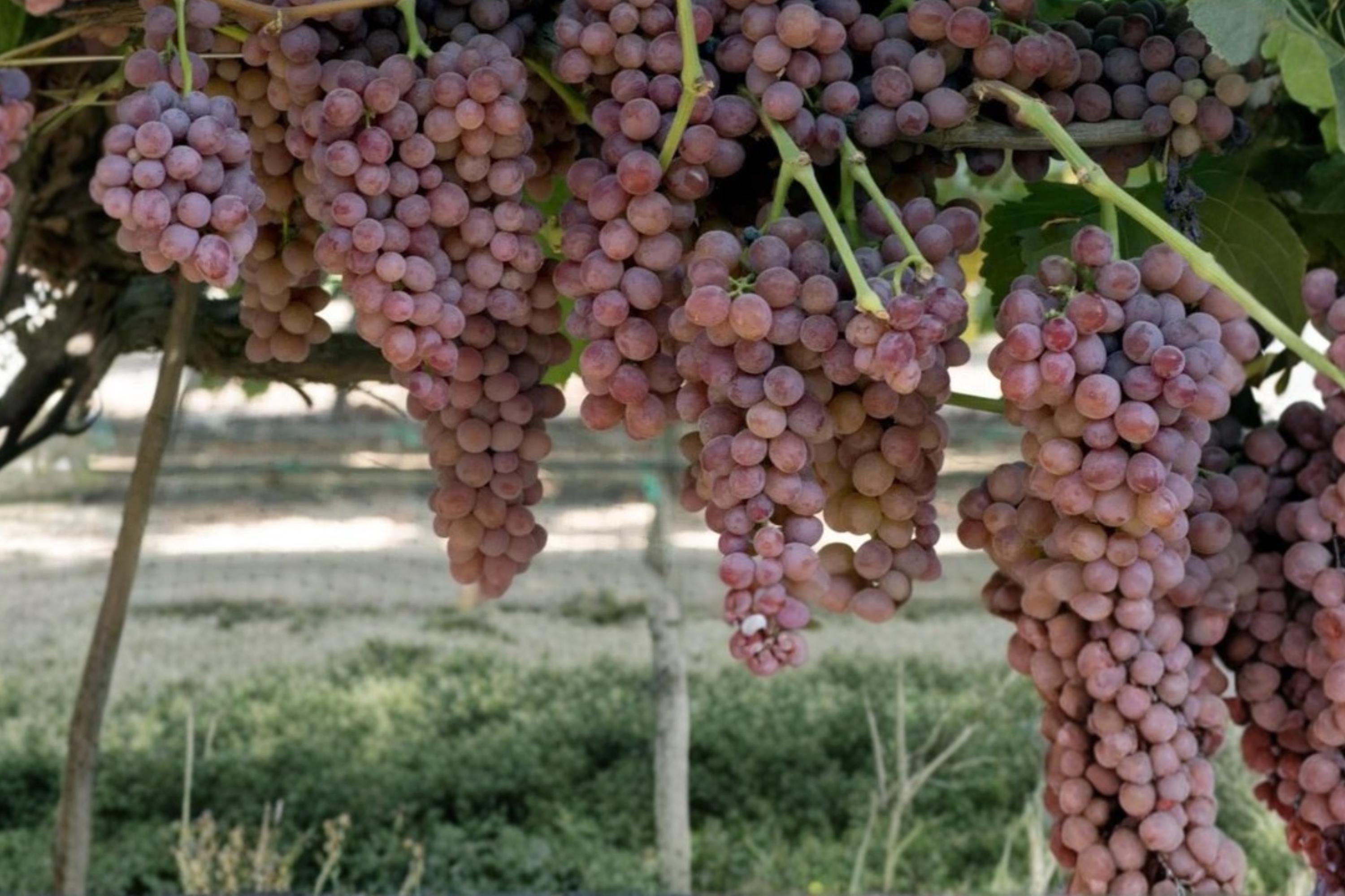Gum Drop Grape 1 Live Plant 1-2 FT (Vitis vinifera) Table Grape Vine
