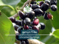 3 Jamun Jambul Fruit Tree Cuttings - Syzygium Cumini, Indian Wax Apple, Java Plum for Grafting - Unrooted 7-inch Cuttings