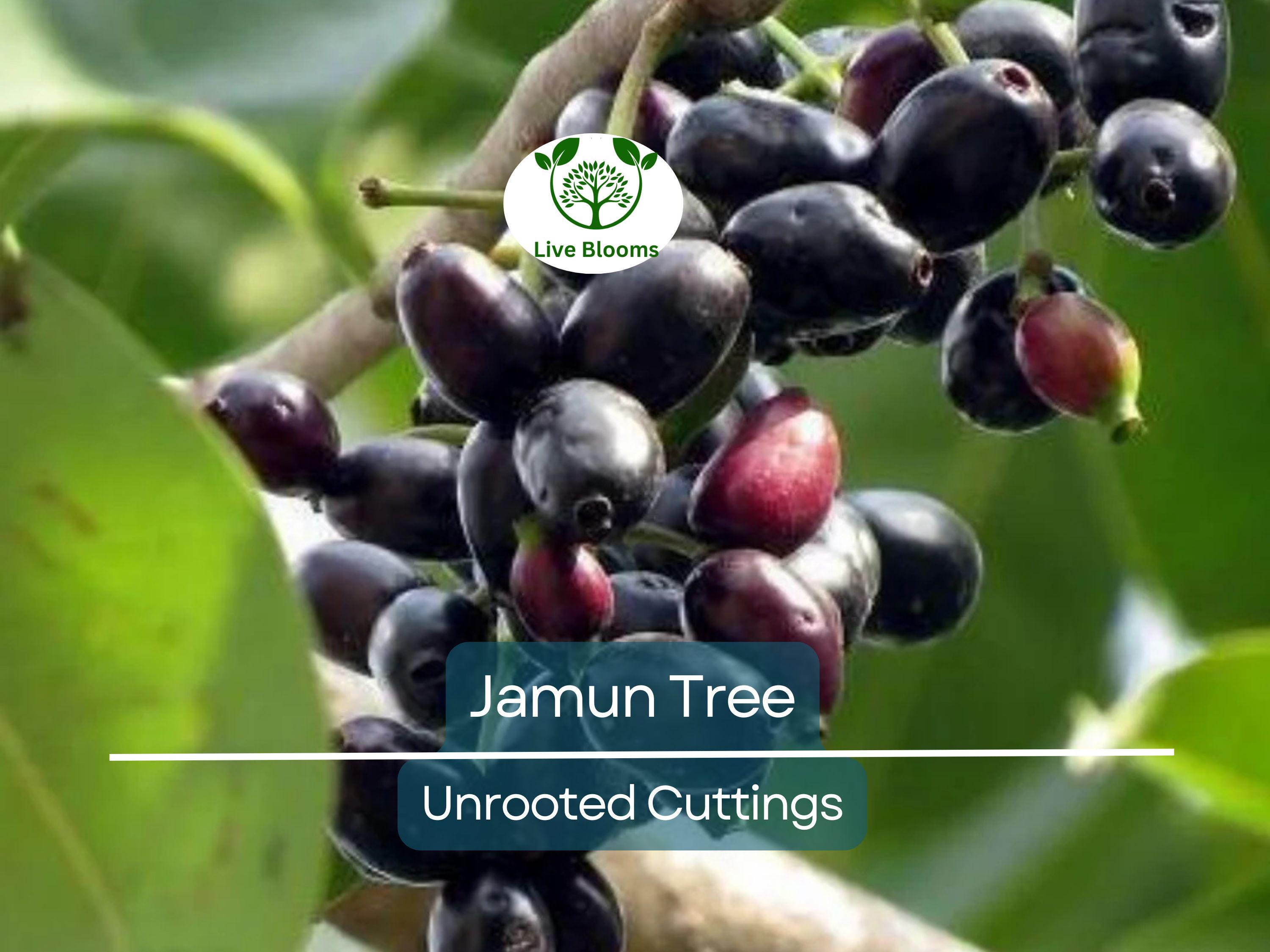 3 Jamun Jambul Fruit Tree Cuttings - Syzygium Cumini, Indian Wax Apple, Java Plum for Grafting - Unrooted 7-inch Cuttings