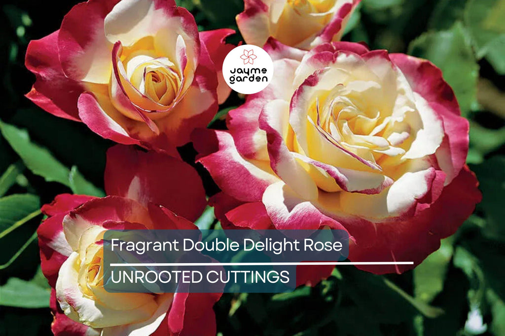 Large Fragrant Double Delight Rose - 5 Stems for Planting, Ornate Blooms, Long Stems, Perfect for USA Garden