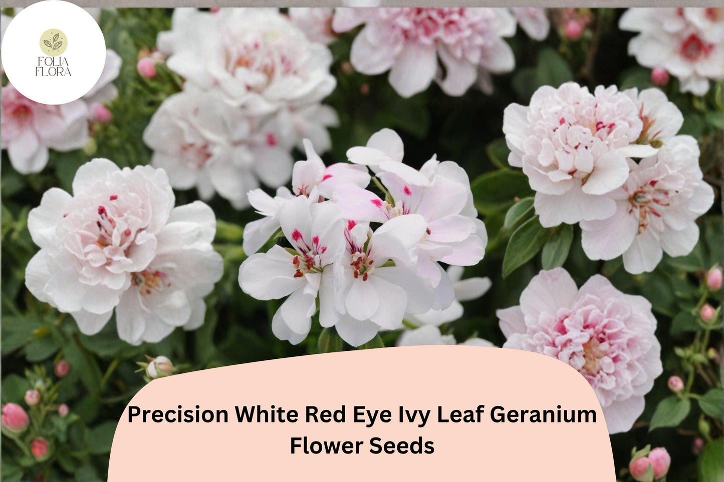 25+ Precision White Red Eye Ivy Leaf Geranium Seeds | Bicolor Trailing Geranium | Hanging Basket & Garden Flower