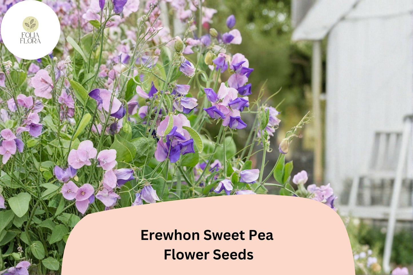 50+ Erewhon Sweet Pea Seeds | Soft Lavender Climbing Flowers for Trellis & Garden