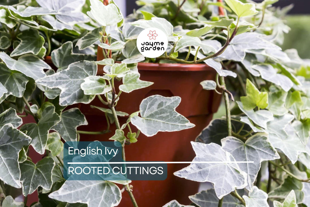 15 English Ivy Rooted Cuttings | Fast-Growing Privacy Plant | Hardy, Easy Care Vines | Ready to Plant | Indoor/Outdoor