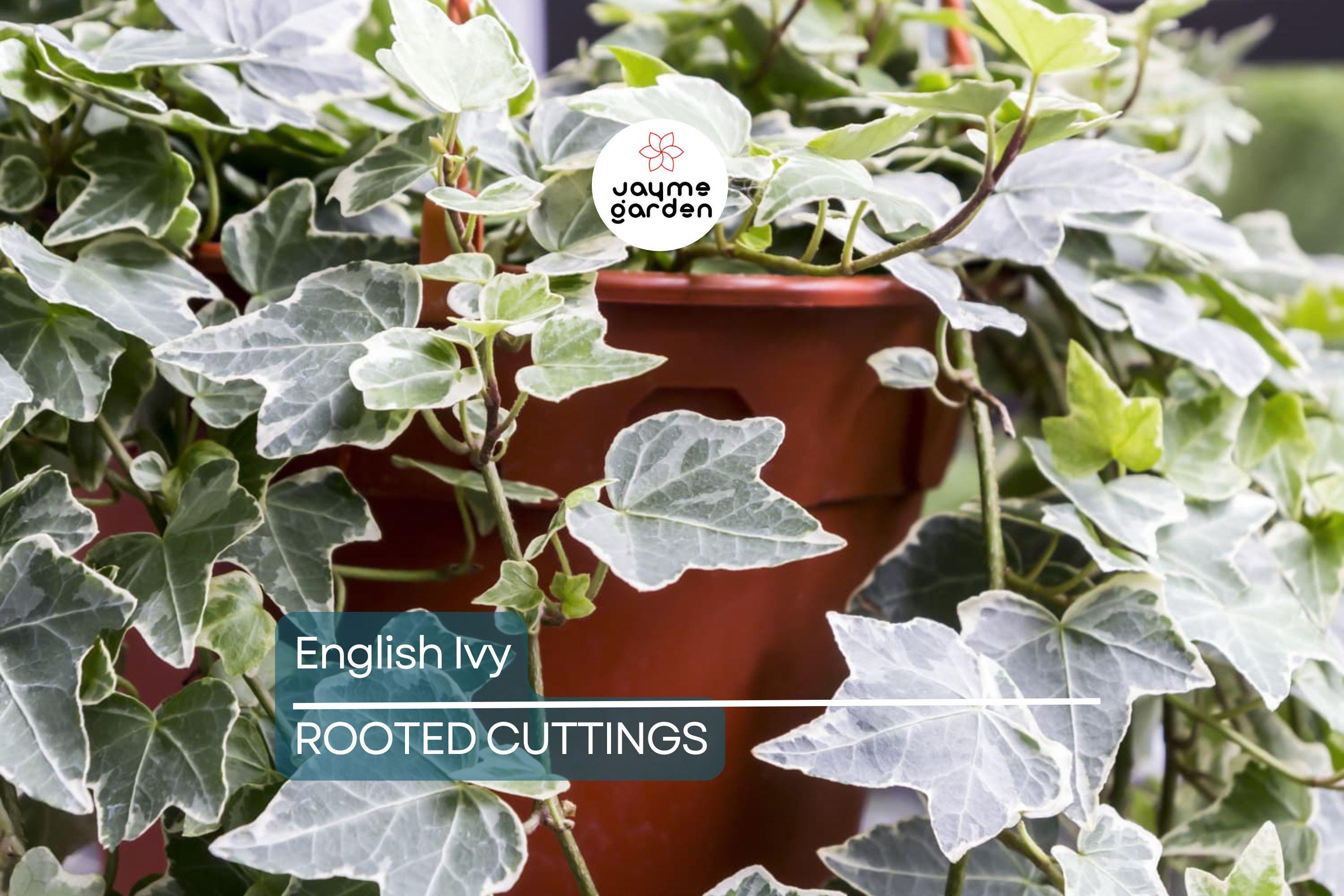 15 English Ivy Rooted Cuttings | Fast-Growing Privacy Plant | Hardy, Easy Care Vines | Ready to Plant | Indoor/Outdoor