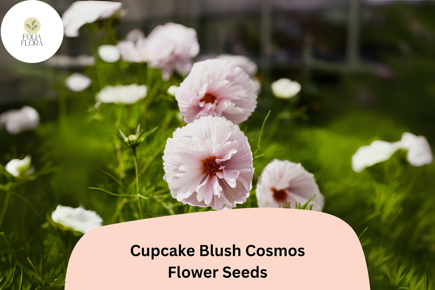 200+ Cupcake Blush Cosmos Seeds | Cosmos Bipinnatus Soft Pink Annual Flower Garden Seeds