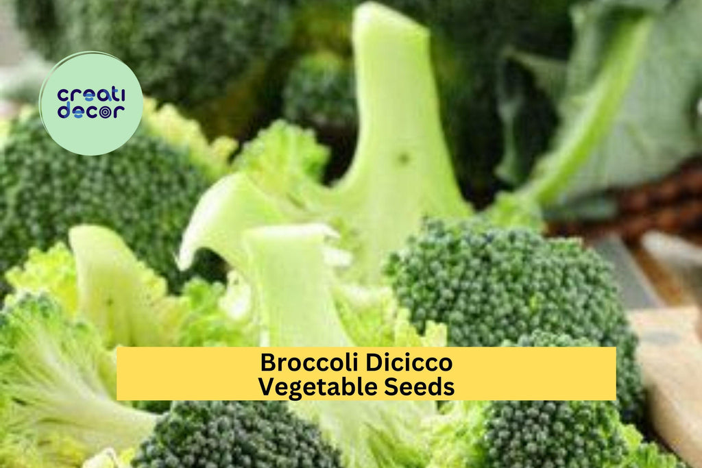 3pcs of 1g Broccoli Di Cicco Seeds for Planting – Italian Heirloom Variety for Home Garden Vegetable Harvests Seeds for Planting