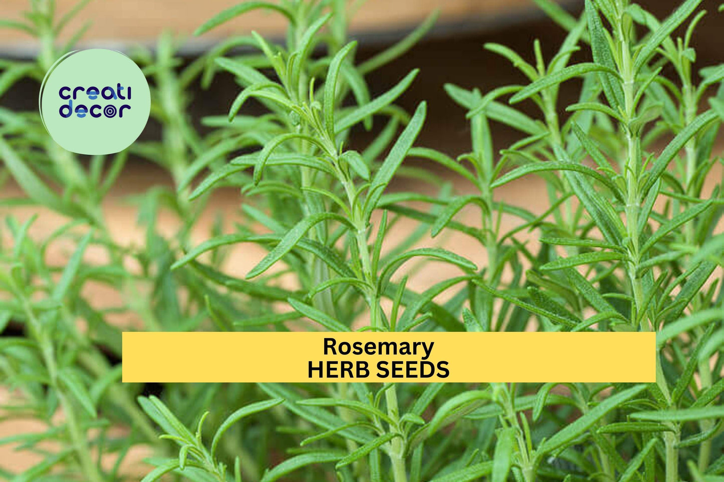 3pcs of 100mg Rosemary Herb Seeds – Fragrant Evergreen Herb – Perfect for Cooking, Container Gardening & Drought-Tolerant Seeds for Planting