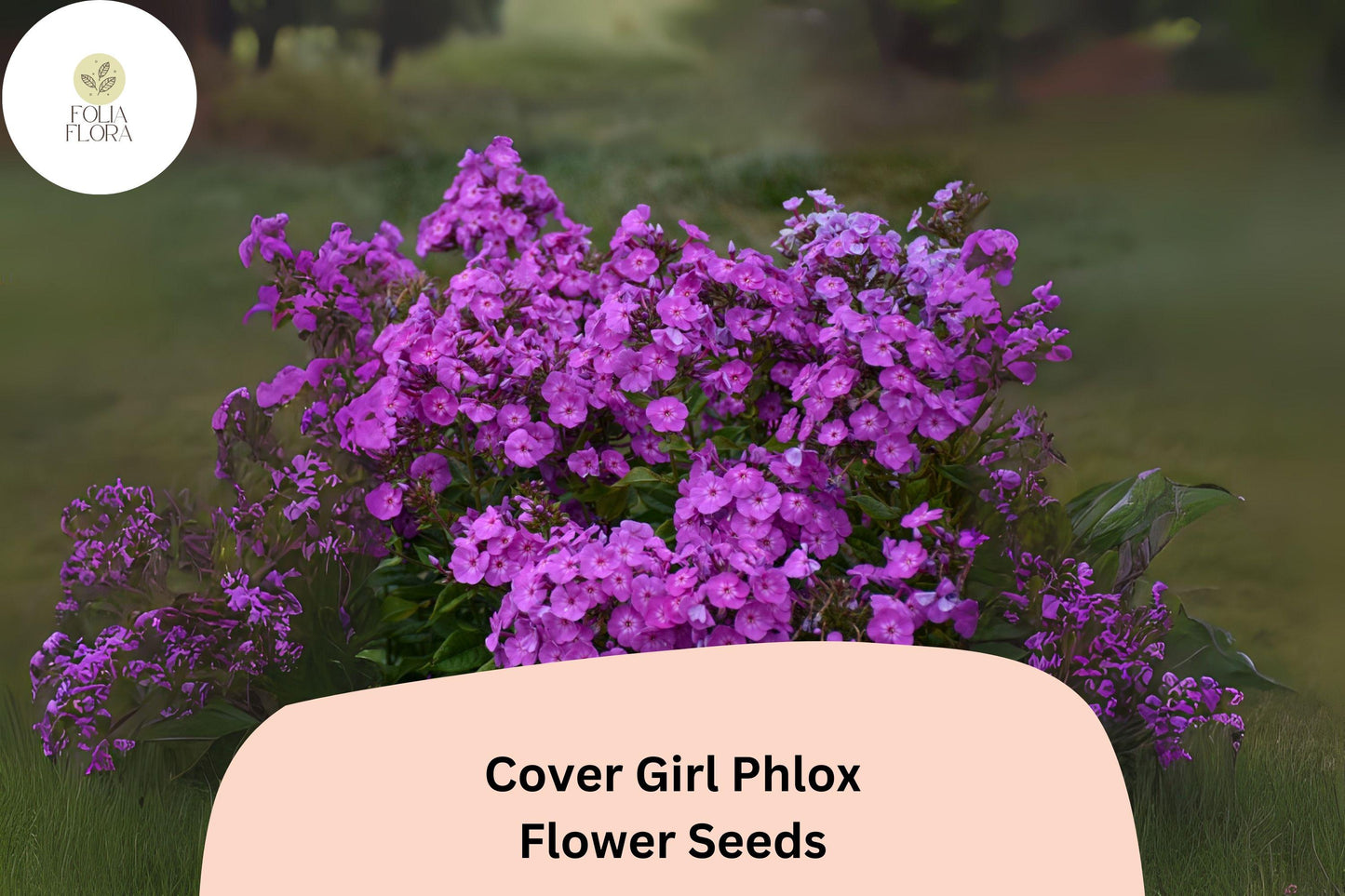 100+ Cover Girl Phlox Seeds for Planting | Phlox drummondii Annual Flower Seeds | Lavender-Pink Blooms with Dark Centers