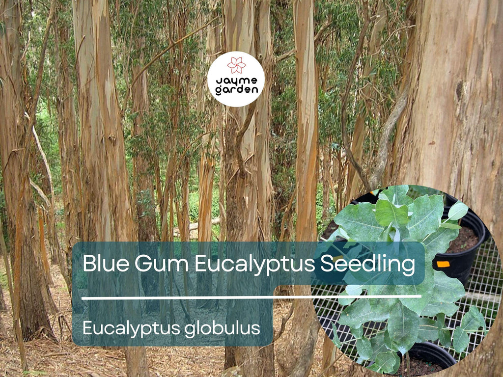 Blue Gum Eucalyptus Starter Plant (Eucalyptus globulus) - Live Plant 2′-3′ Tall - Aromatic Tree for Garden, Landscaping, & Essential Oils