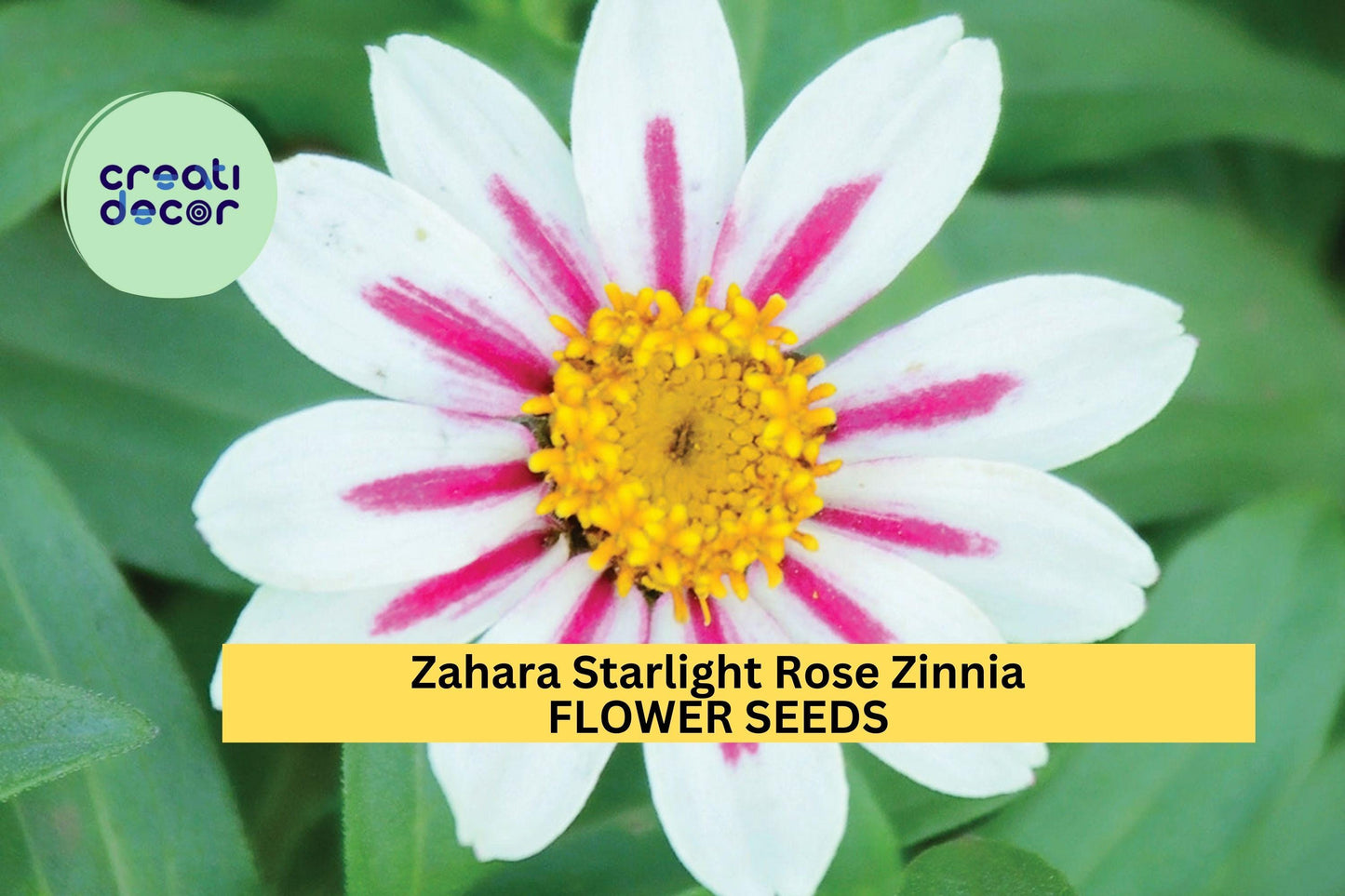 100+ Zahara Starlight Rose Zinnia Seeds – White Blooms with Rose Centers for Garden Planting, Heat-Tolerant Annuals – USA