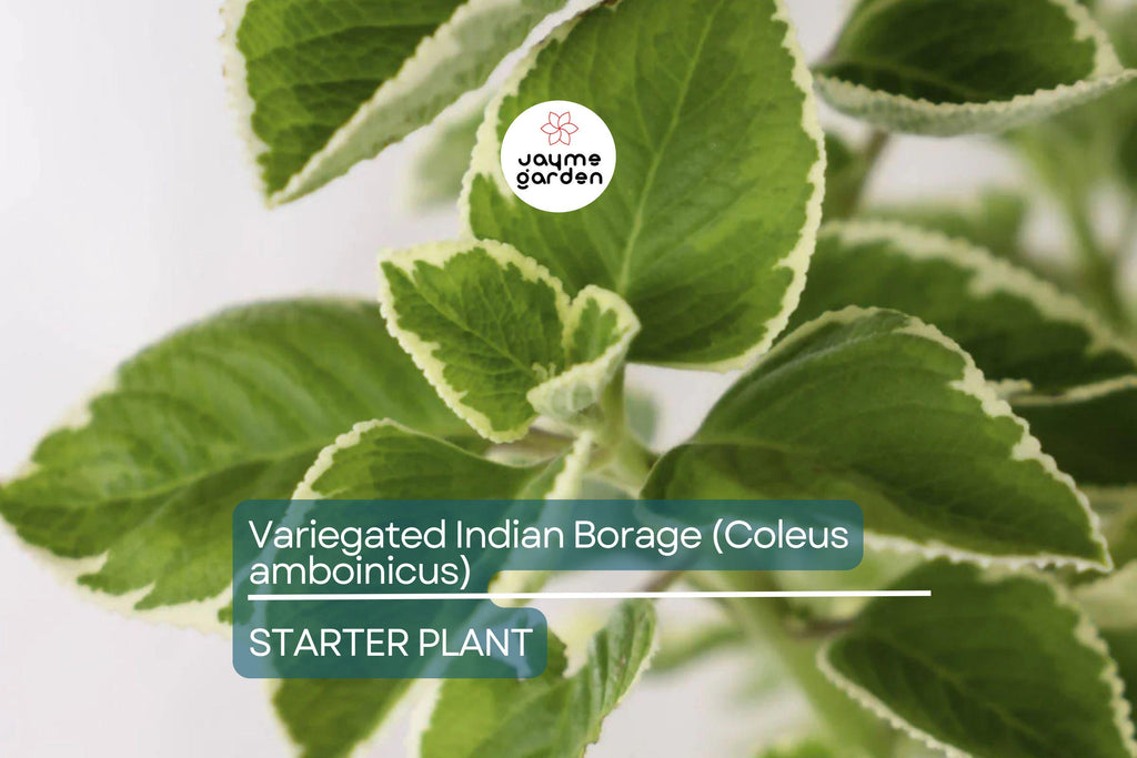 Variegated Indian Borage (Coleus amboinicus) Starter Plant | Tropical Herb 1′-2′ Tall Aromatic Foliage | Easy Care