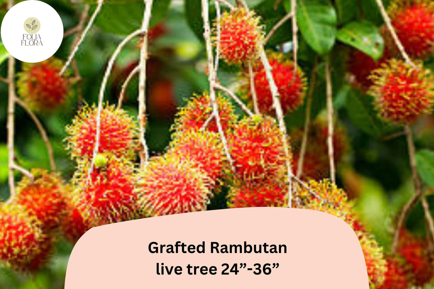 Grafted Rambutan Tree 24–36” | Live Nephelium Lappaceum | Tropical Exotic Fruit Tree | Rare Edible Plant