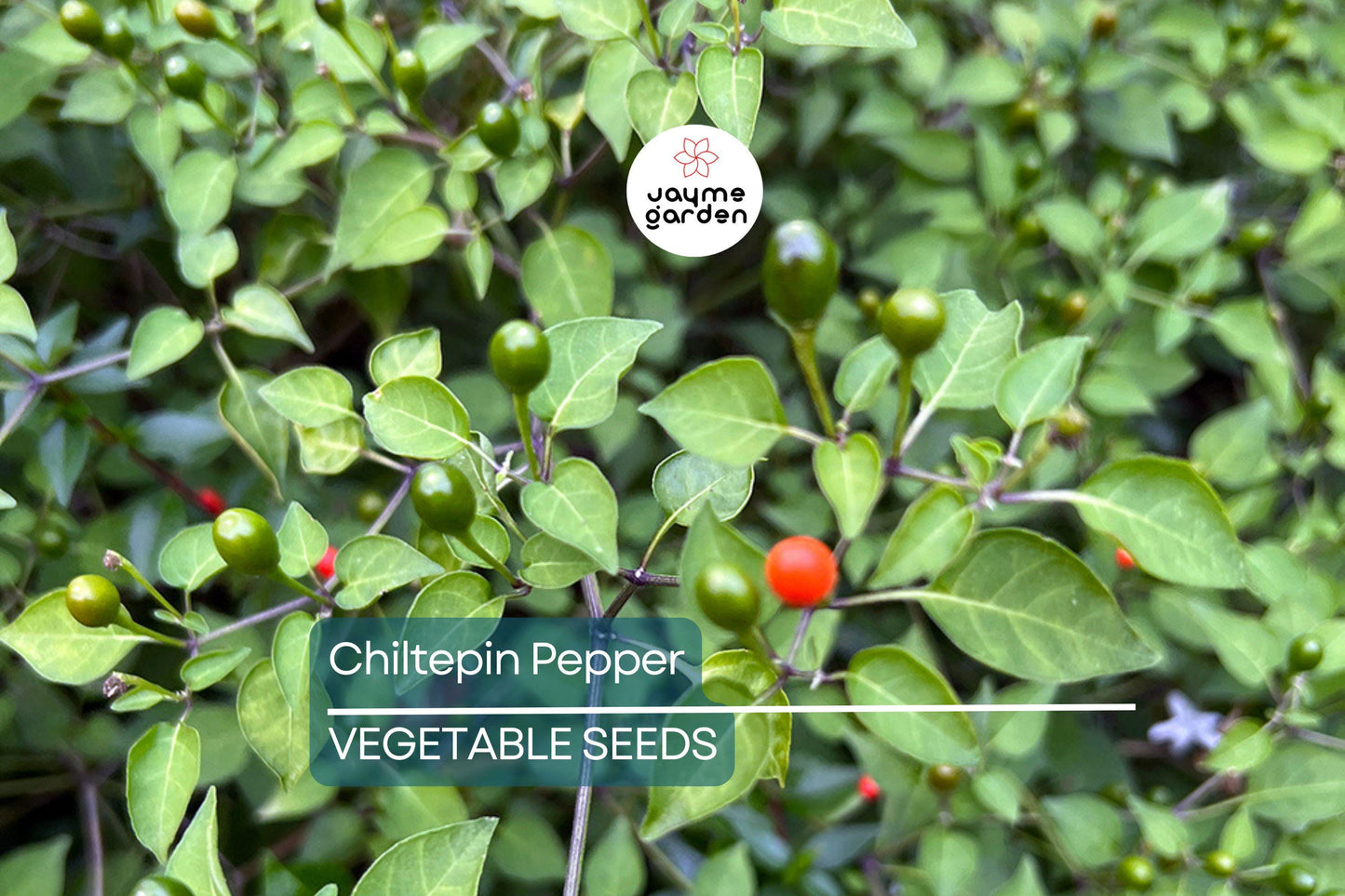 25 Chiltepin Pepper Seeds - Wild Hot Pepper, 50,000-250,000 SHU, 3-4 Ft Tall, Non-GMO, USA Seller