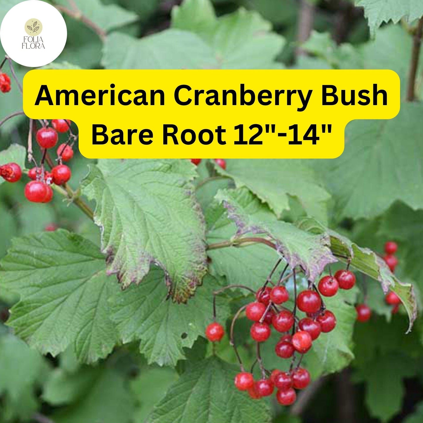 1 Live Bare Root Plant American Cranberry Bush 12"-14", Viburnum trilobum, Hardy Shrub with Edible Berries