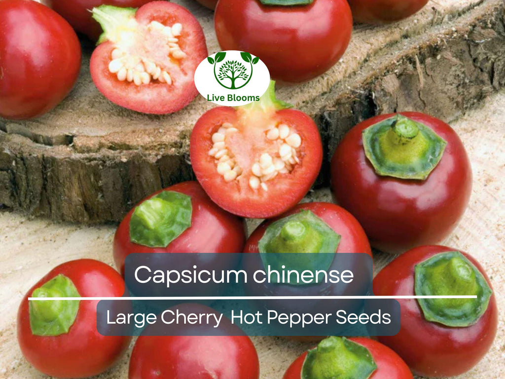 30 Seeds Large Cherry Hot Pepper (Capsicum annuum) – Sweet & Spicy, Cherry-Style Pepper for Planting, Great for Salsa, Salads and Hot Sauces
