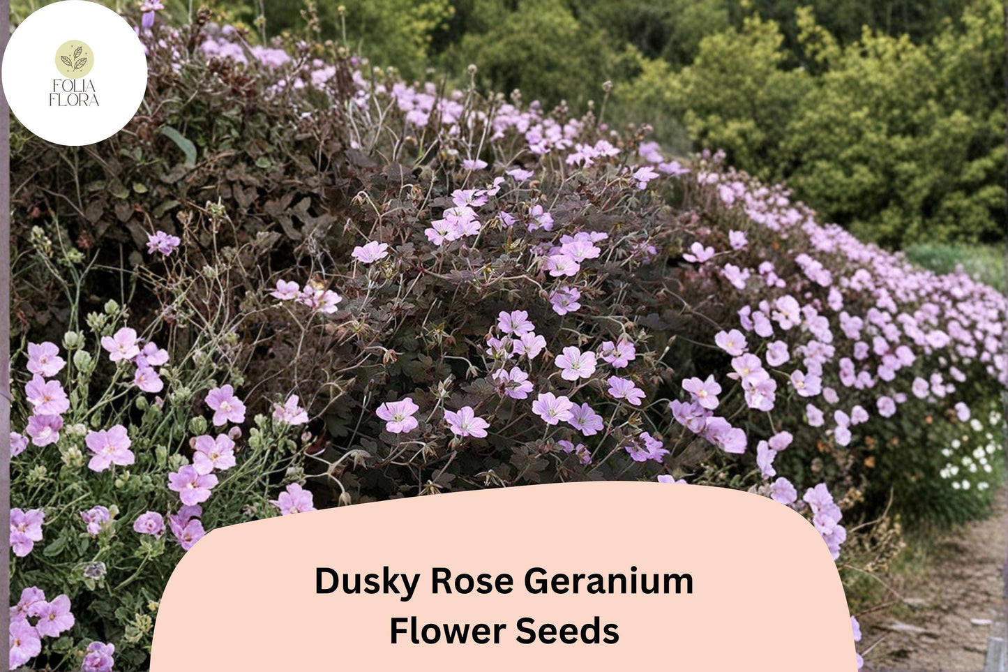25+ Dusky Rose Geranium Seeds | Pink Blooms | Hardy Perennial Cranesbill for Garden Borders & Ground Cover