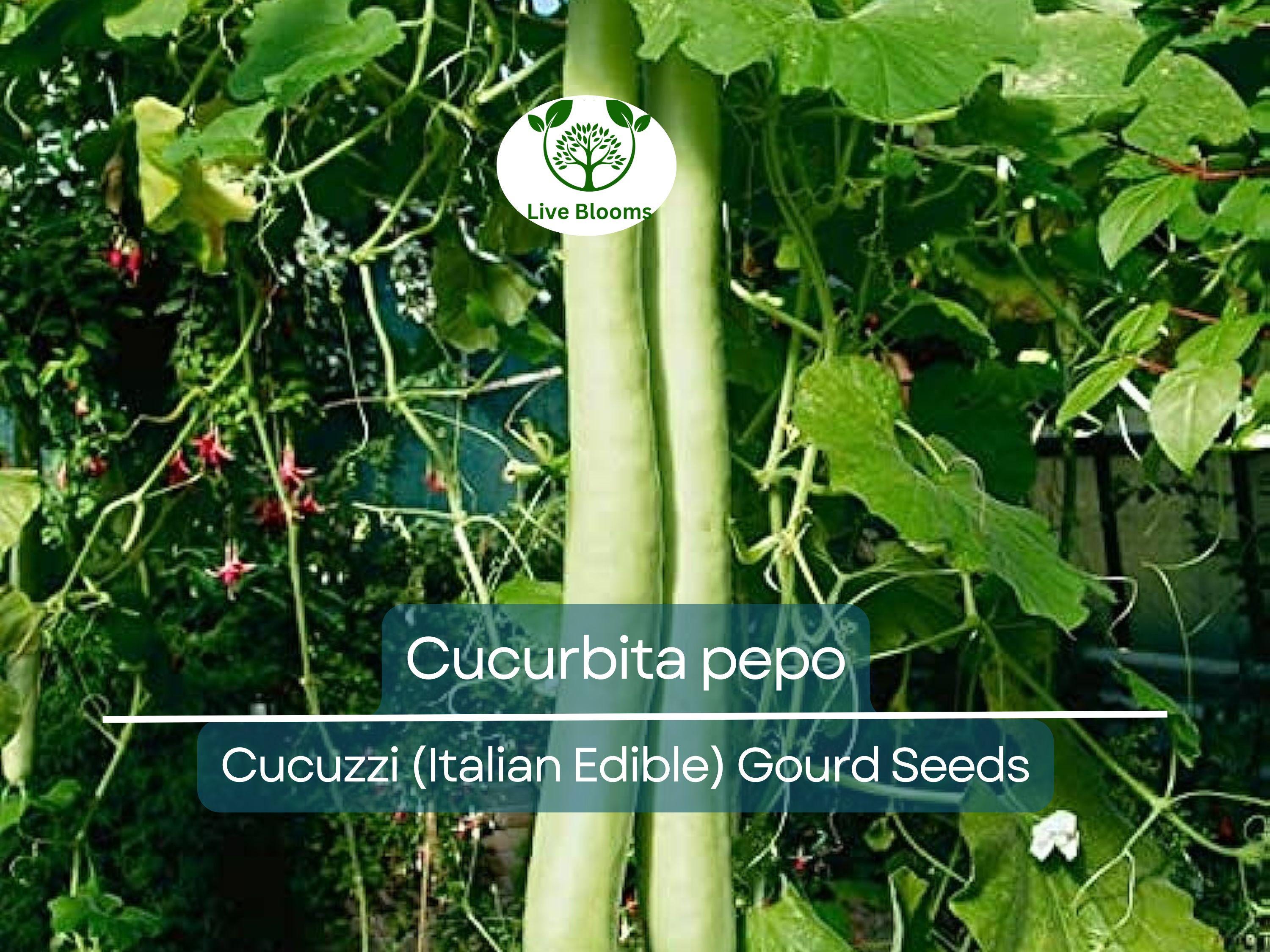10 Seeds Cucuzzi Italian Edible Gourd (Cucurbita pepo) – Long, Tender, Non-GMO, Perfect for Cooking, Easy to Grow, Organic Garden Planting