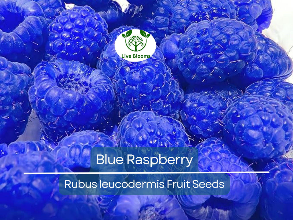 50 Blue Raspberry Bush Seeds for Sweet, Edible Berry Fruits, Delicious Blue Berries, High Yield, Easy to Grow, Organic, Perfect for Garden
