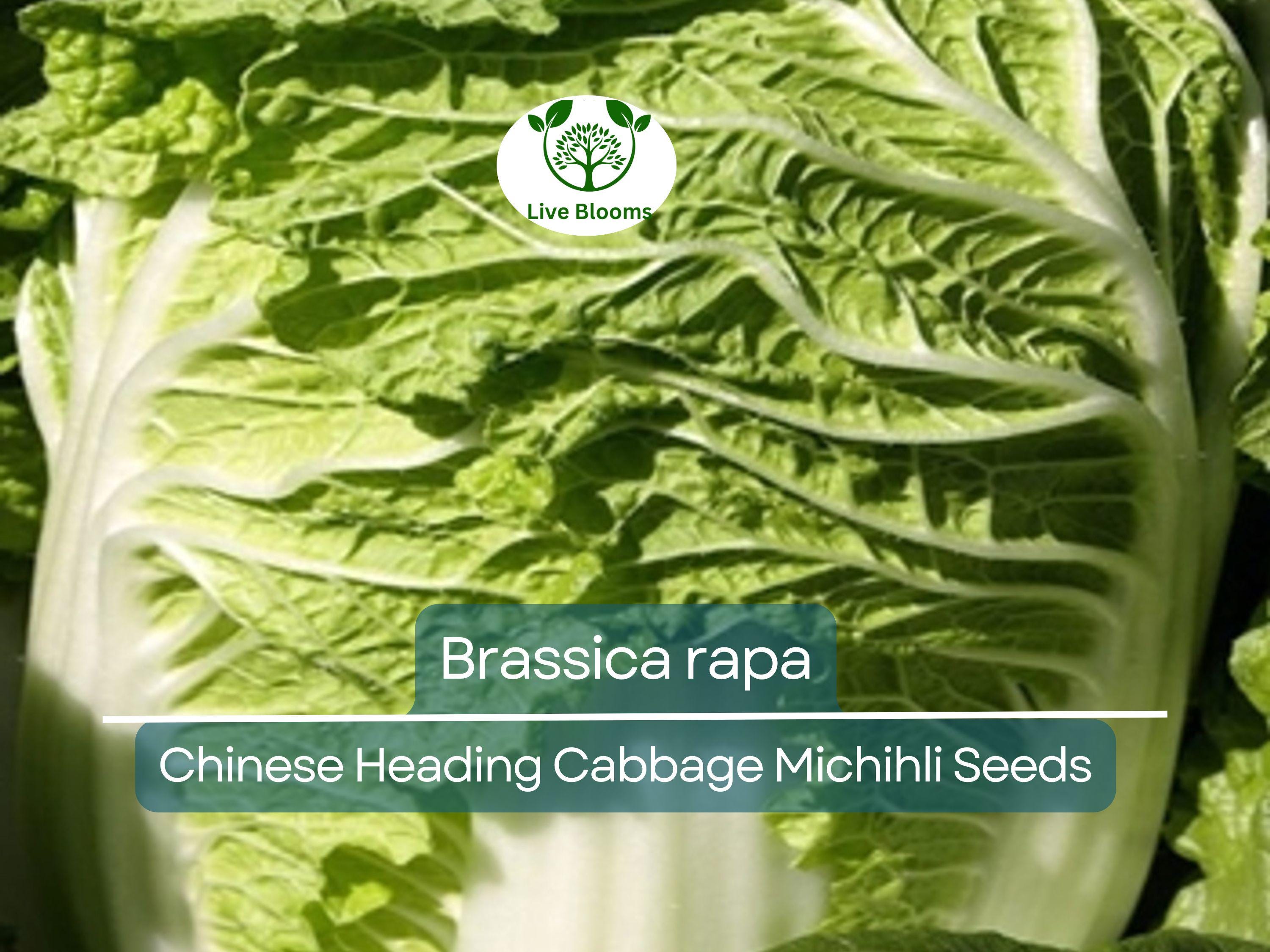 150 Seeds Chinese Heading Cabbage Michihli - Brassica rapa | Heirloom Seeds for Planting, Gardening & Crisp Harvests