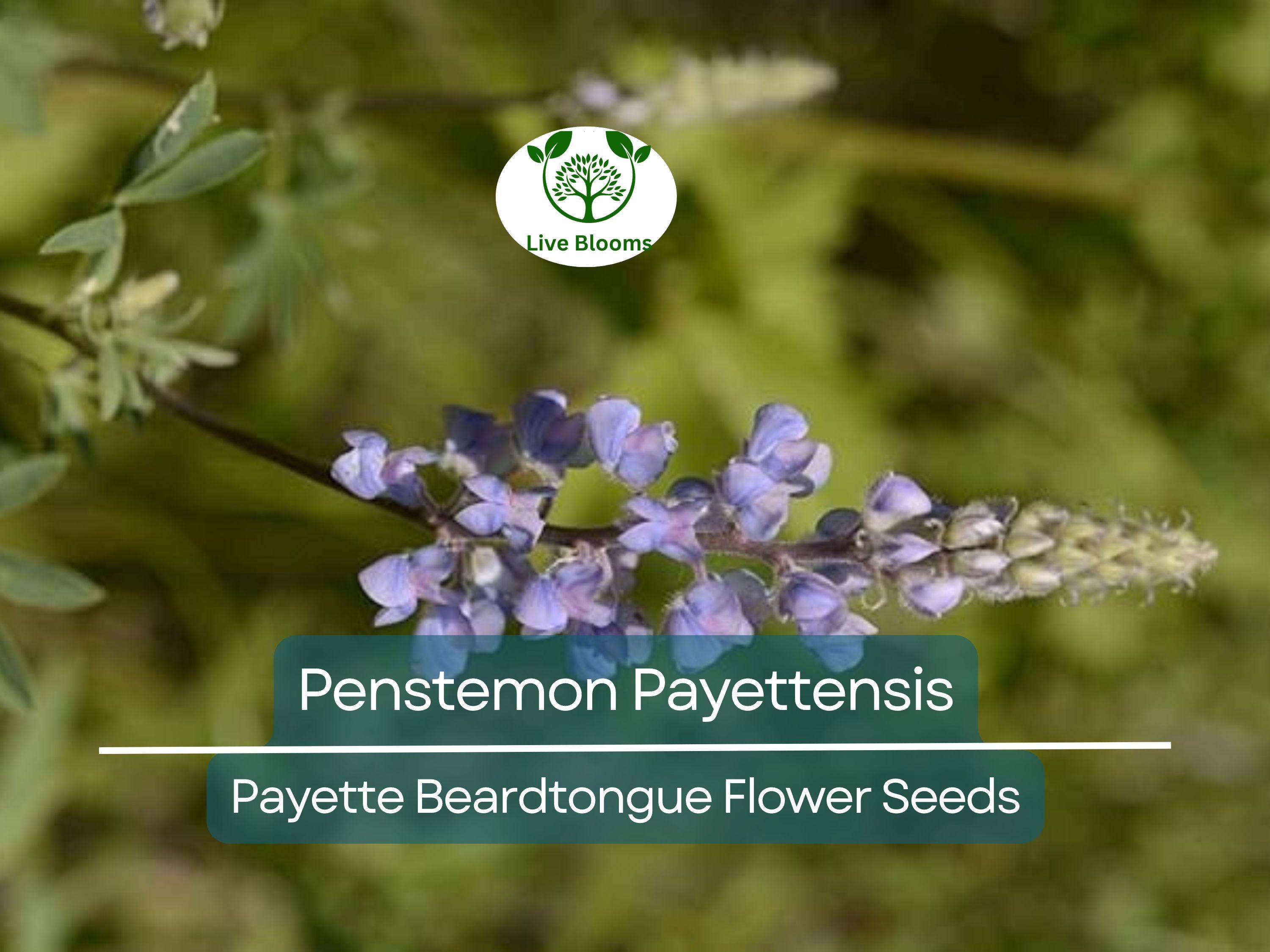 100 mg Seeds Penstemon Payettensis (Payette Beardtongue) for Planting | Native Wildflower for Pollinator Gardens & Well-Drained Soils