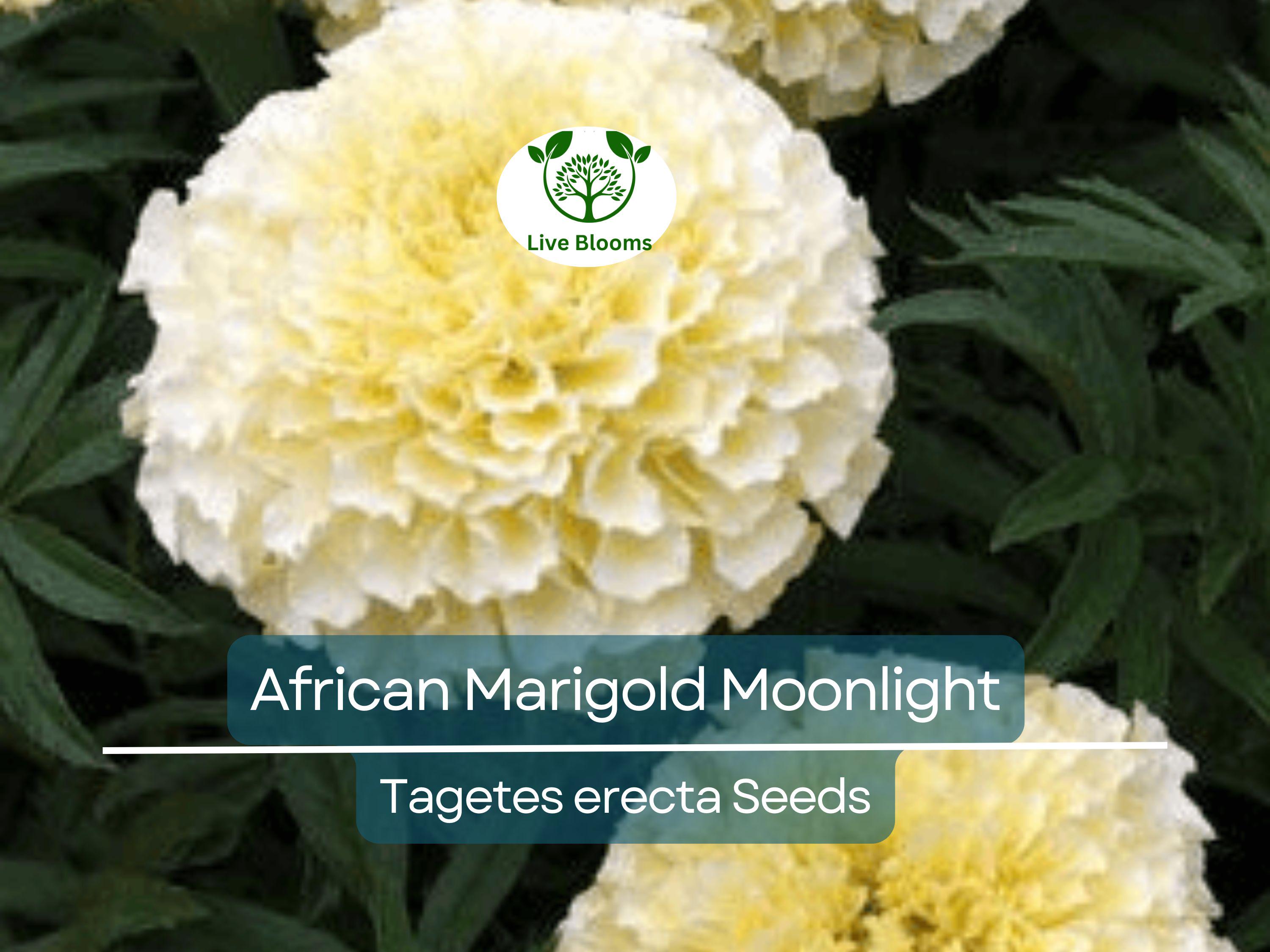 50 Seeds African Marigold Moonlight 18-24" Double Blooms - Non-GMO, Bee-Friendly, Bright Yellow Flowers, Perfect for Gardens & Landscapes
