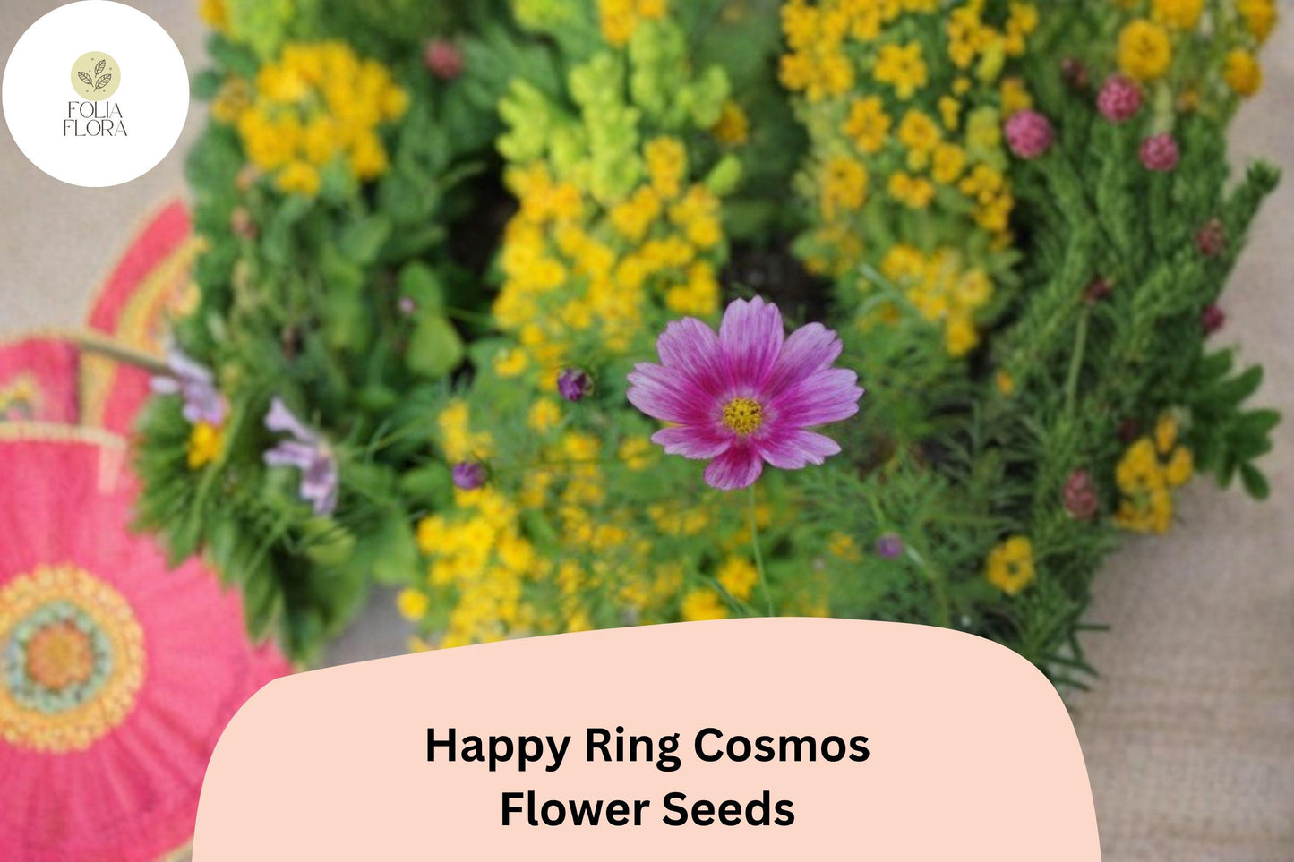 200+ Happy Ring Cosmos Seeds | Cosmos Bipinnatus Bicolor Pink White Blooms | Garden & Pollinator Flower Seeds