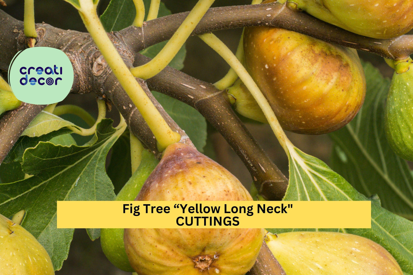 1 Starter Plant Yellow Long Neck Fig Tree | Live Plant | Sweet Rare Ficus Carica Variety | Great for Containers or Gardens | Lower Price!
