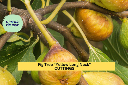 1 Starter Plant Yellow Long Neck Fig Tree | Live Plant | Sweet Rare Ficus Carica Variety | Great for Containers or Gardens | Lower Price!