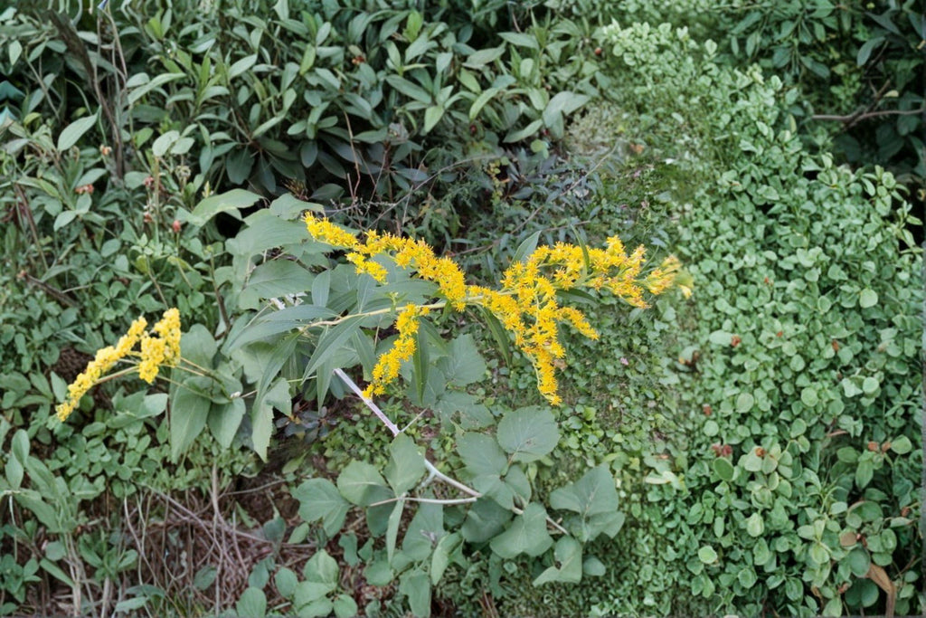 Elmleaf Goldenrod – Solidago ulmifolia, Native Woodland Perennial | Late-Season Blooms (100 Seeds)