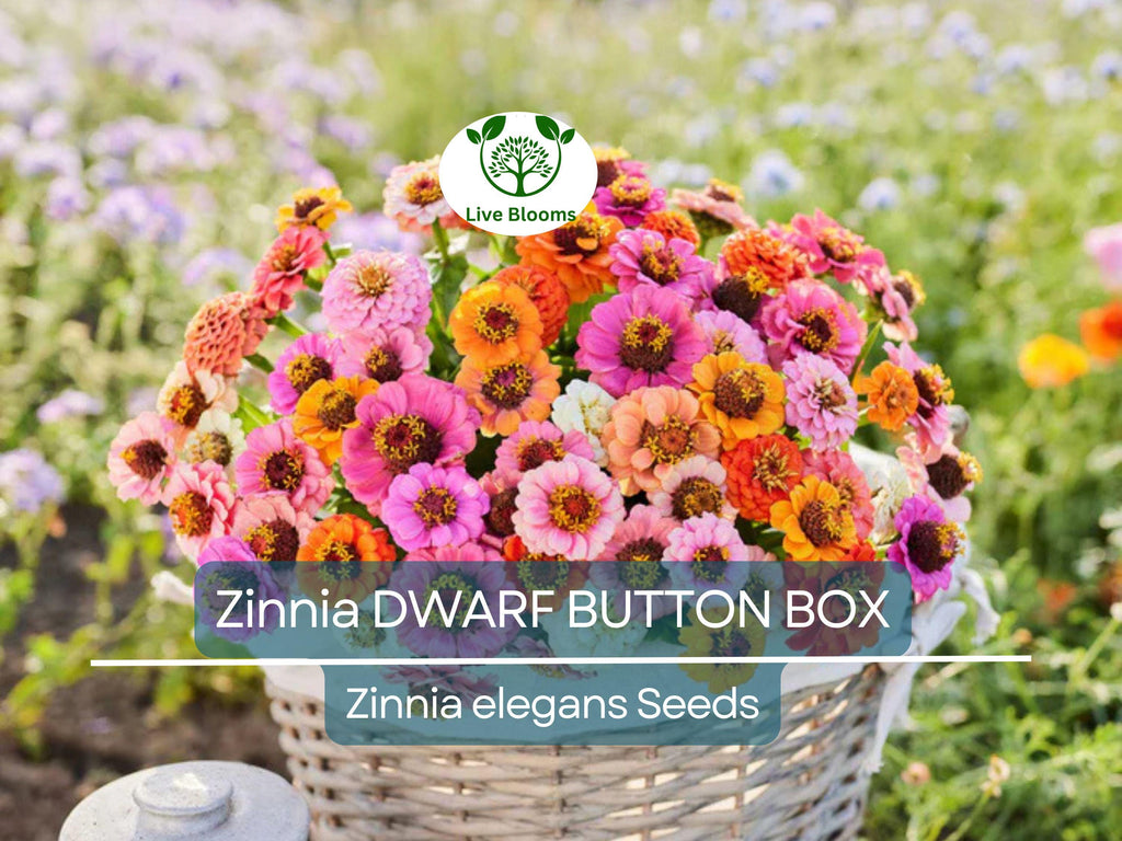 200 Zinnia Dwarf BUTTON BOX Heirloom Seeds - Non-GMO, Dainty Color Mix, Perfect for Containers & Gardens - Zinnia elegans