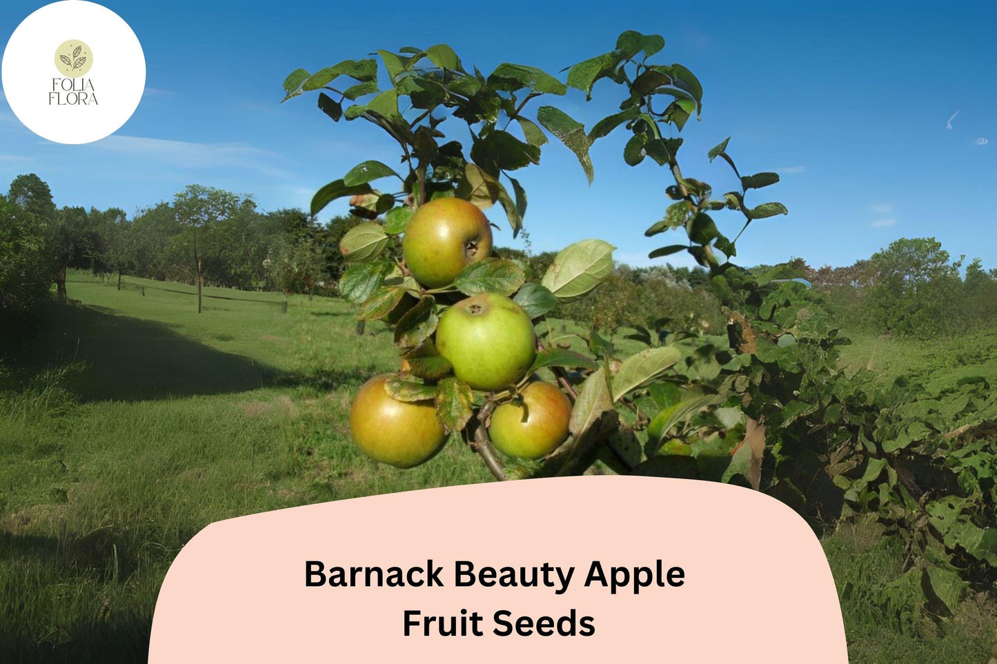 25+ Barnack Beauty Apple Seeds for Planting | Rare Heirloom English Apple Tree | Sweet Crisp Fruit