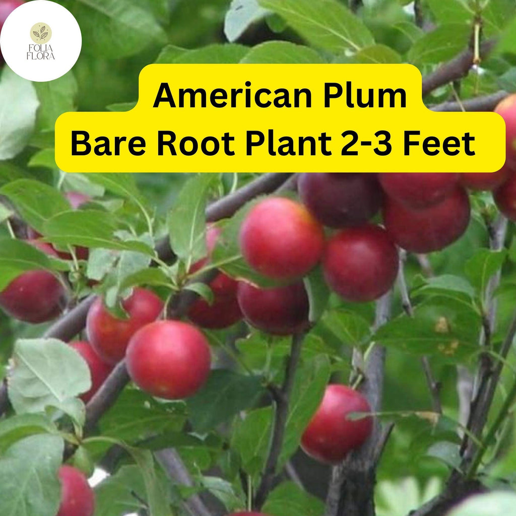 1 American Plum Tree (Prunus americana) - Live Bare Root Plant for Gardens & Landscapes 2-3 Feet