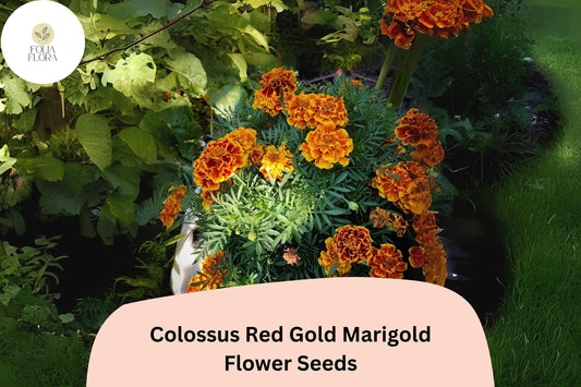25+ Colossus Red Gold Marigold Seeds | Giant African Marigold | Large Bloom Flower Seeds for Garden Planting