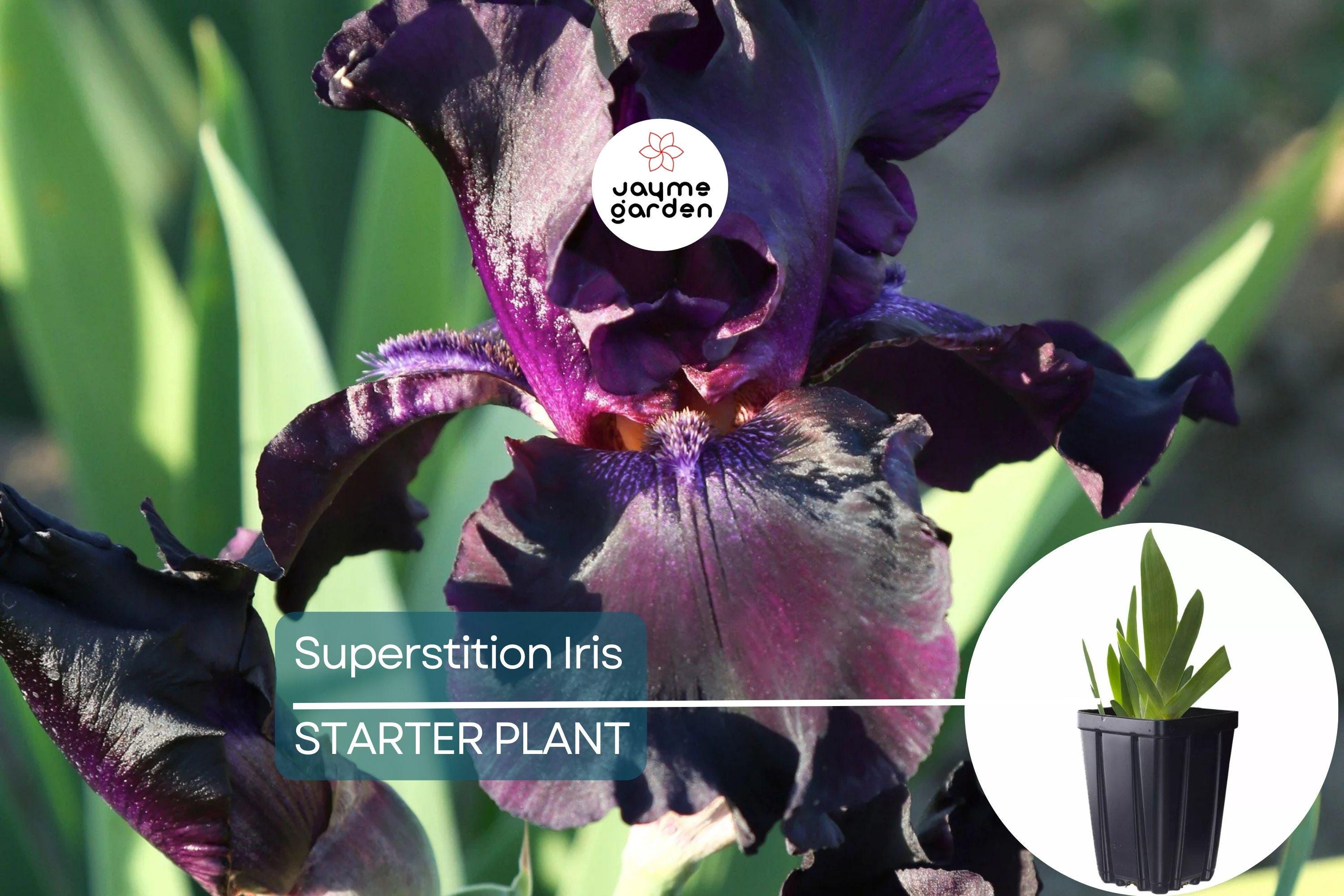 Superstition Iris Plant – Quart Pot | Deep Purple-Black Flowers | Perennial | Easy to Grow | Hardy Zones 4-10
