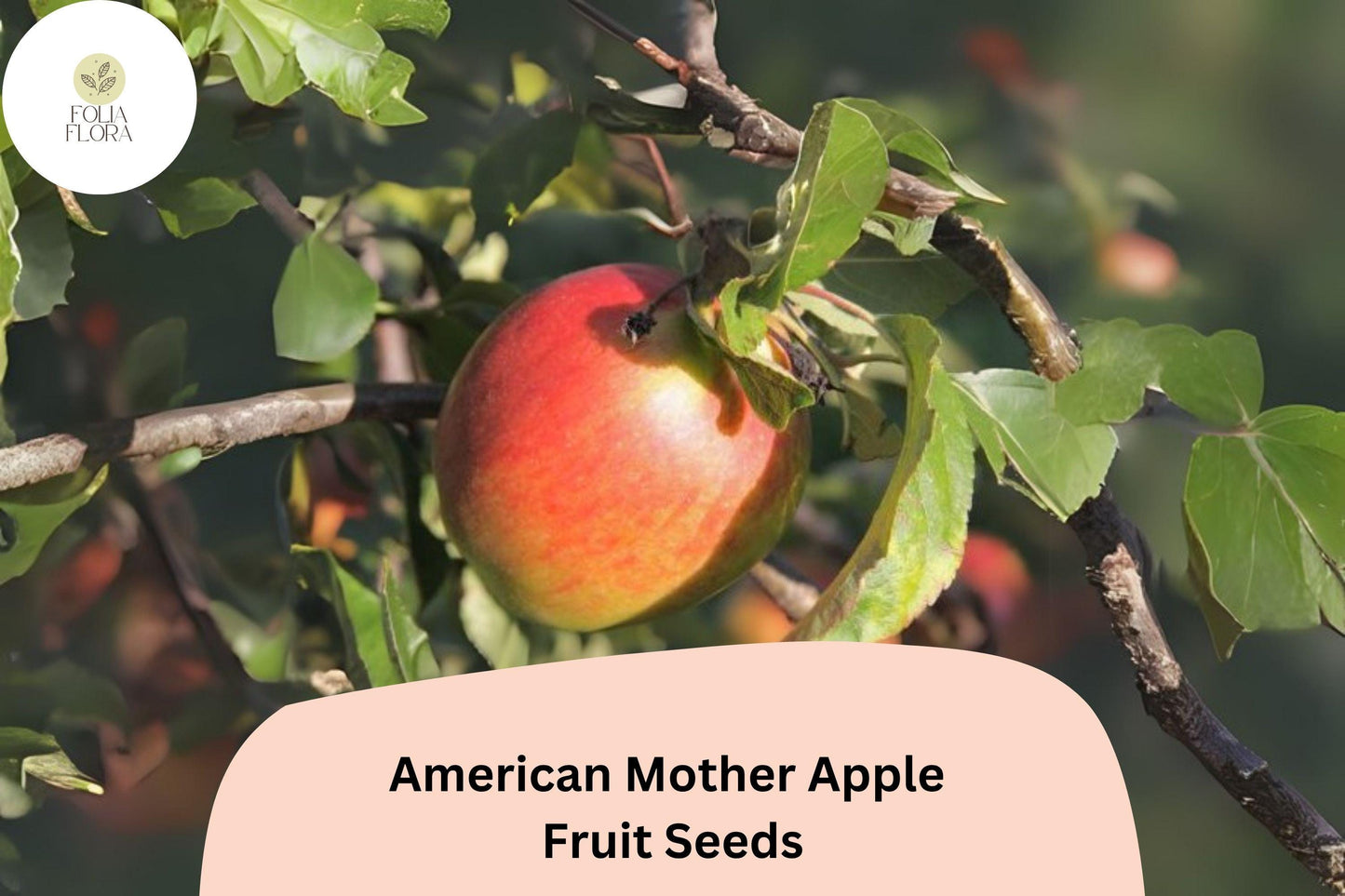 25+ American Mother Apple Seeds | Heirloom Dessert Apple | Malus domestica | Rare Antique Variety | Grow Fruit Tree from Seed
