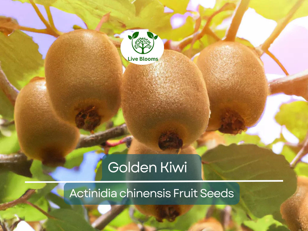 50 Golden Kiwi Seeds (Actinidia chinensis), Fast Growing Edible Fruit Vine, Sweet Kiwifruit, Garden Starter, Backyard Vine, High Yield