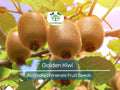 50 Golden Kiwi Seeds (Actinidia chinensis), Fast Growing Edible Fruit Vine, Sweet Kiwifruit, Garden Starter, Backyard Vine, High Yield