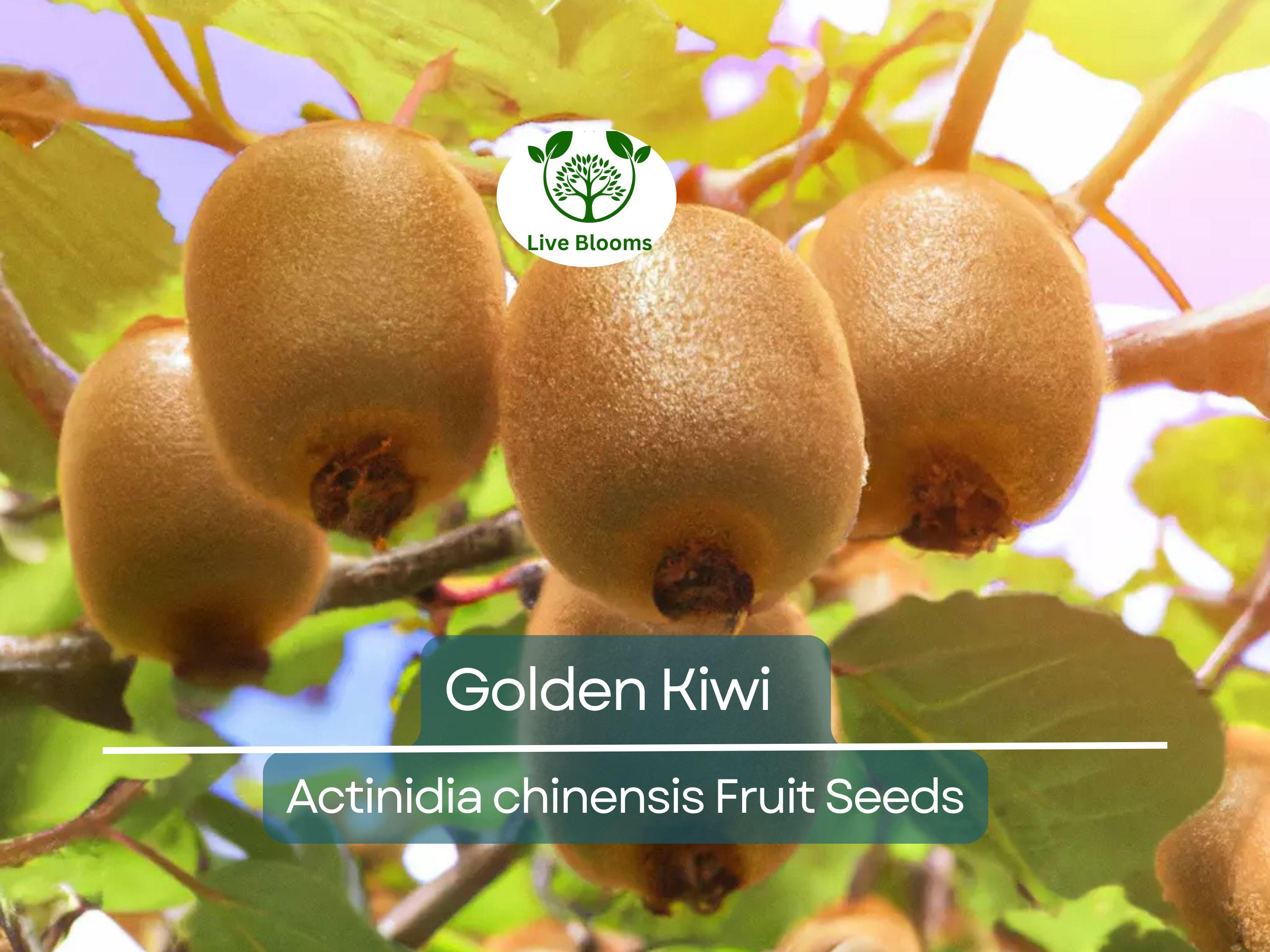 50 Golden Kiwi Seeds (Actinidia chinensis), Fast Growing Edible Fruit Vine, Sweet Kiwifruit, Garden Starter, Backyard Vine, High Yield