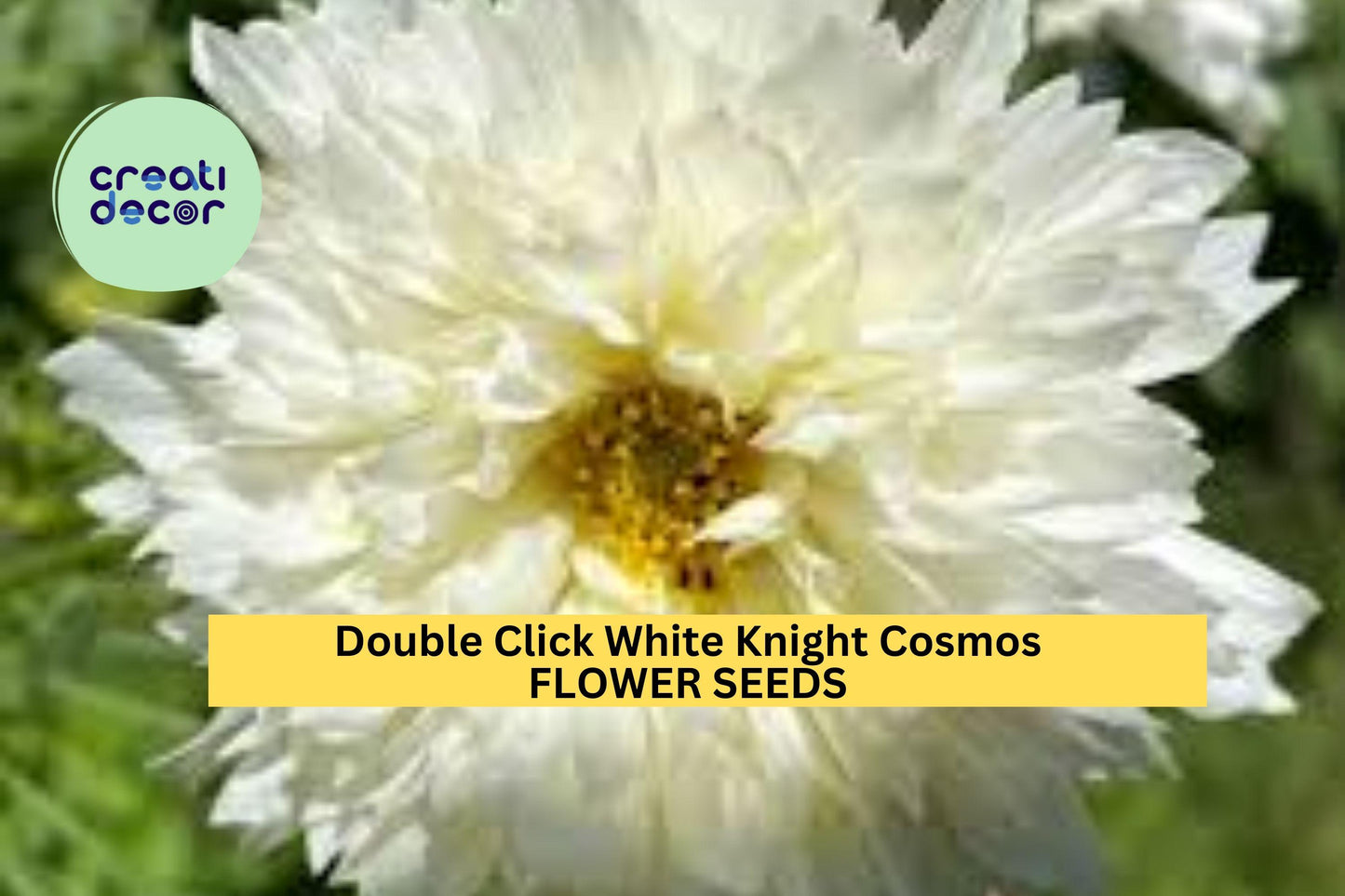 200+ Double Click White Knight Cosmos Seeds – Frilly White Double Blooms for Garden Planting, Cottage Gardens & Cut Flowers – USA