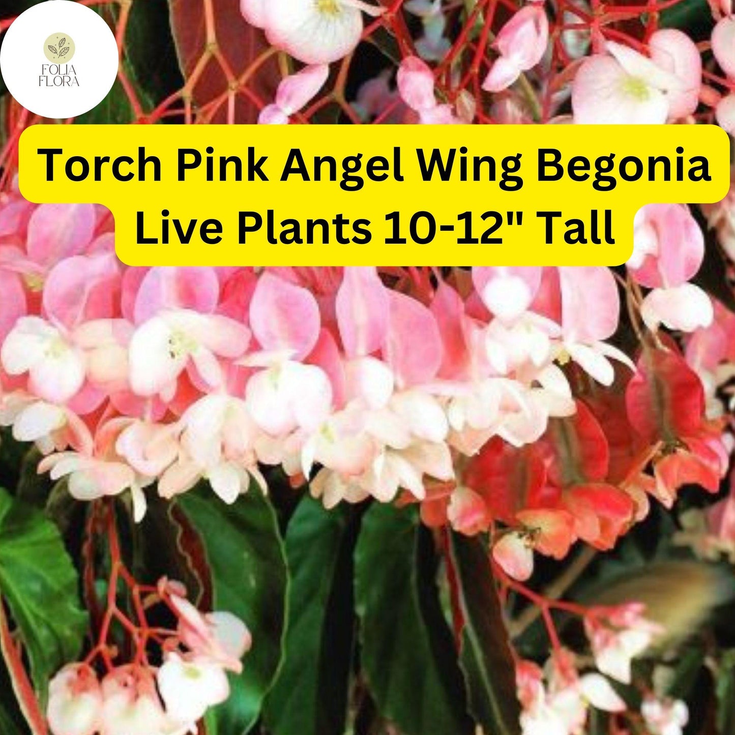 1 Torch Pink Angel Wing Begonia - Live Plant 10-12" Tall in 4" Pot - Stunning Foliage & Pink Blooms