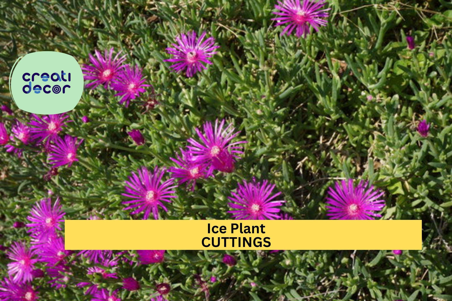5 Magenta Ice Plant Cuttings | Delosperma Cooperi | Hardy Ground Cover | Drought Tolerant | Bright Blooming Succulent