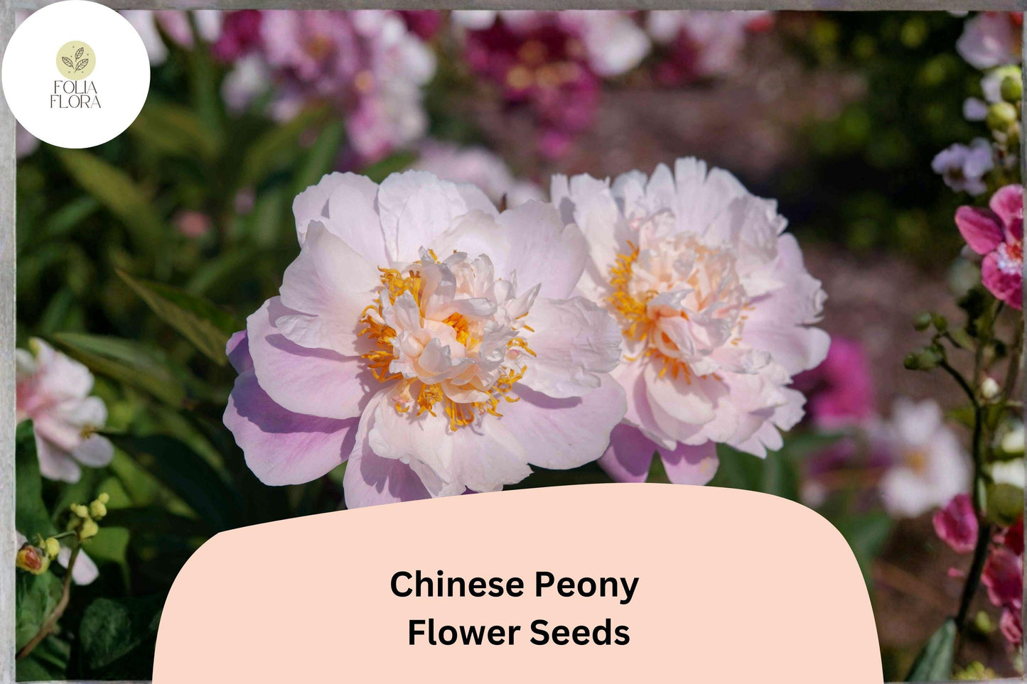 Chinese Herbaceous Peony Seeds 5 | Paeonia lactiflora Hardy Perennial Garden Flower