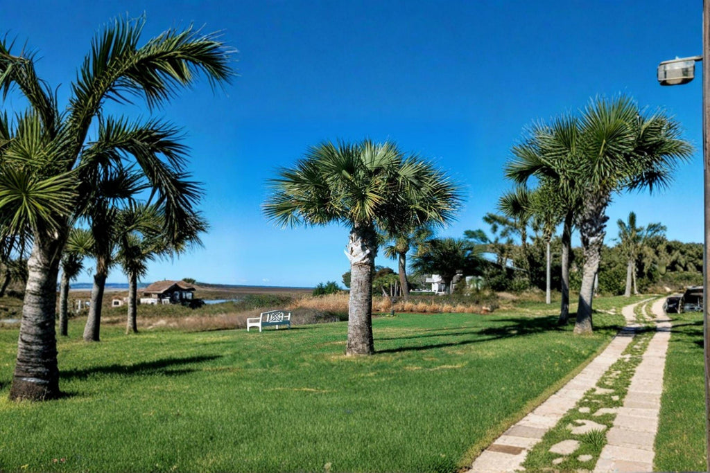 Cabbage Palm Seeds – Sabal Palmetto, Southern Coastal Tree (5 Seeds)