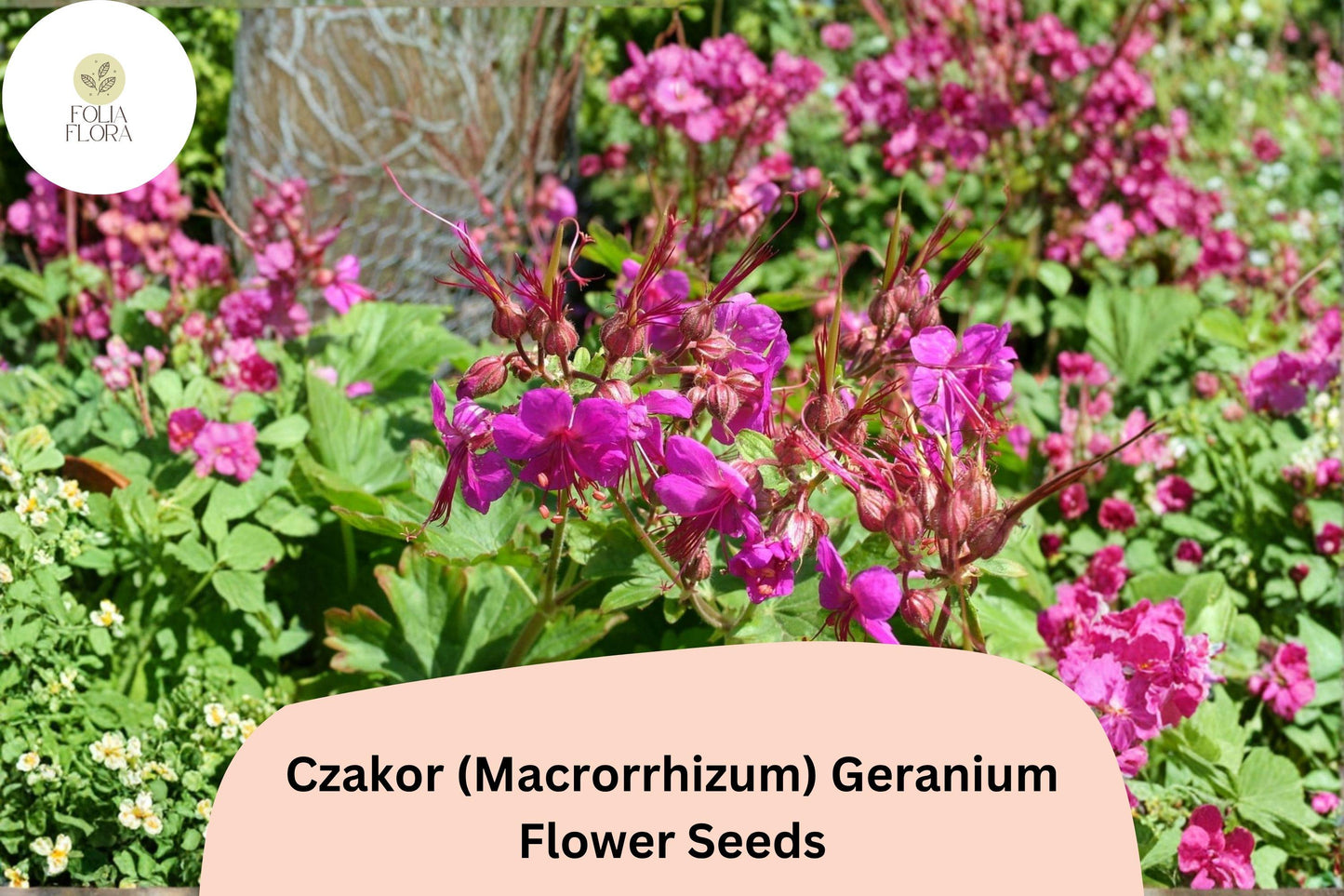 25+ Czakor Geranium Seeds | Geranium macrorrhizum | Pink Hardy Perennial Ground Cover for Garden Borders