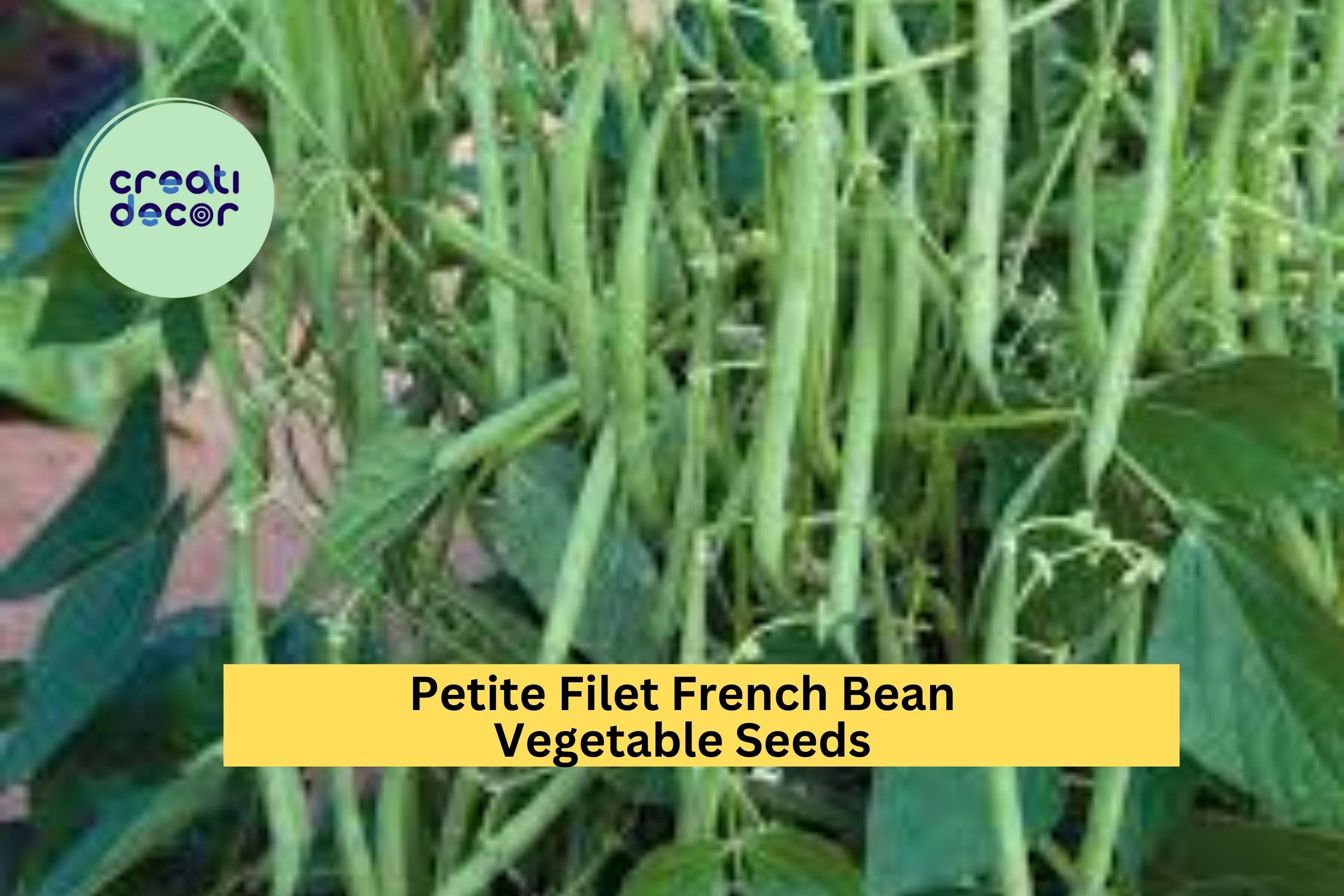 3pcs x 5g Petite Filet French Bean Seeds – Tender Bush Beans for Garden Rows, Raised Beds, or Container Growing Seeds for Planting