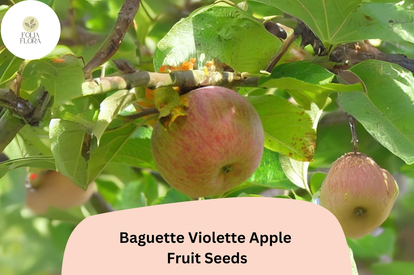 25+ Baguette Violette Apple Seeds | Rare French Heirloom | Malus domestica | Unique Orchard & Garden Planting