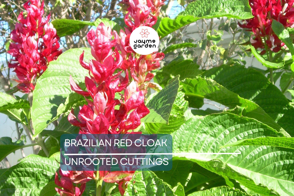 Brazilian Red Cloak 7 Fresh Cuttings – Easy to Root Exotic Shrub
