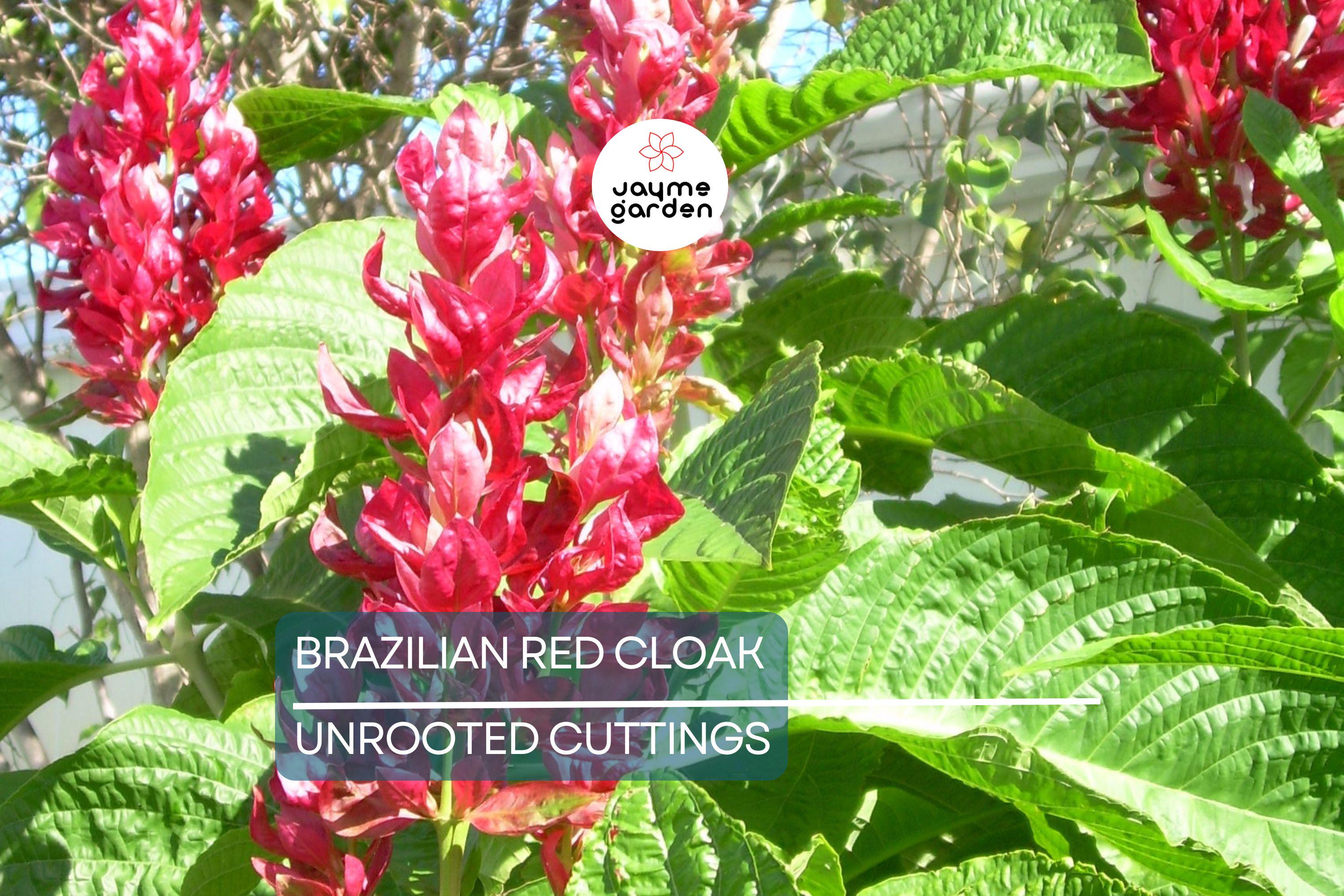 Brazilian Red Cloak 7 Fresh Cuttings – Easy to Root Exotic Shrub